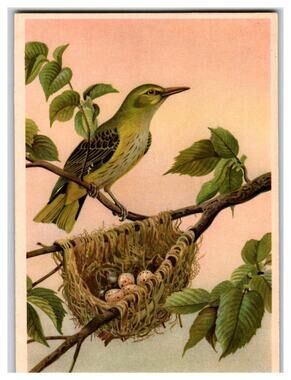 Vintage Oriole Bird Nest Eggs Russian Postcard Nature Illustration ЛВ 3063